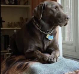 Lori Woods' dog