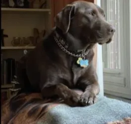 Lori Woods' dog